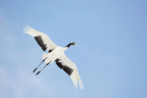 Red-crowned cranes