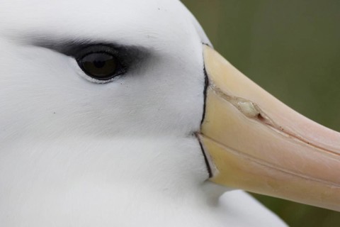 Black-browed albatross