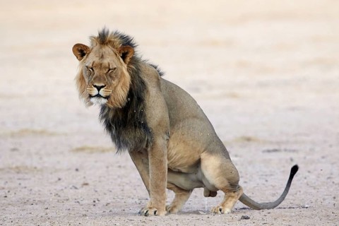 Transalvaal Lion