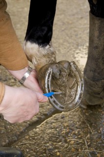 Selecting horse hooves