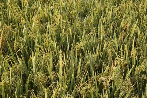 Asian rice