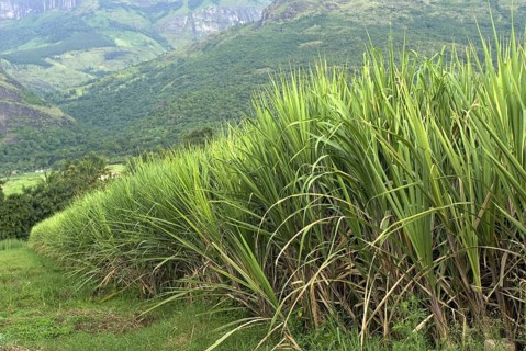 Sugar cane