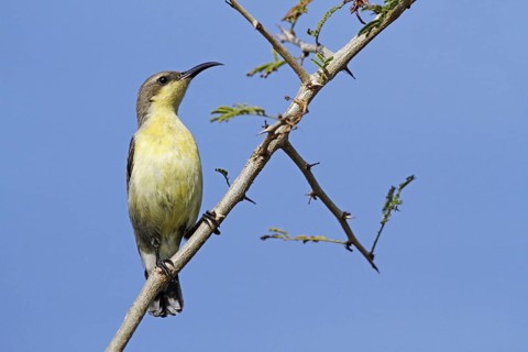 Purple Sunbird