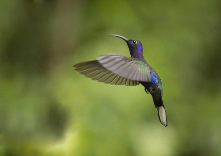 Violet sabrewing