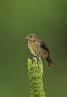 Variable Seedeater