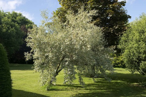 Ornamental shrub