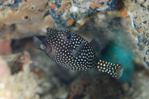 White-spotted boxfish