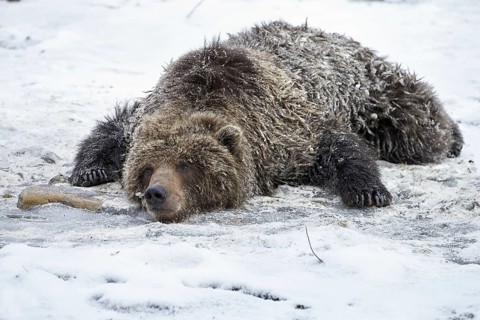Grizzly bear