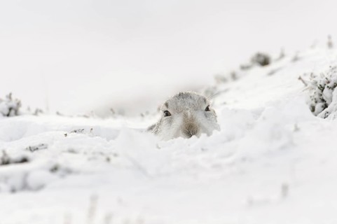 Mountain hare