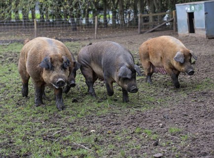 Duroc pig