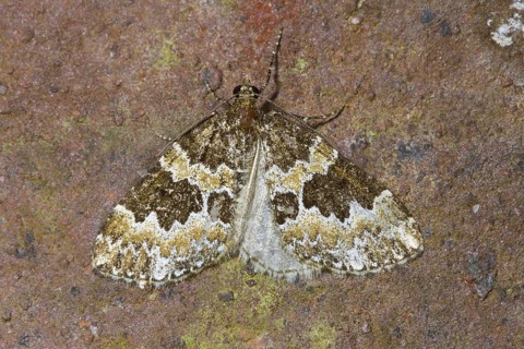 Broken-barred Carpet