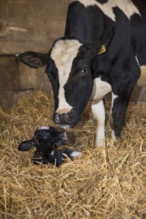 Domestic cow