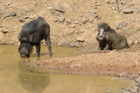 Indian wild boar