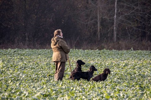 Picker stands with trained dogs in the rape field waiting for the pheasant hunt to begin