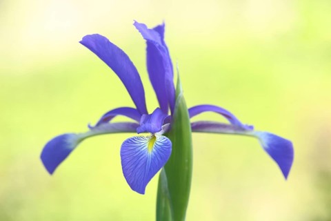 Flower of marsh meadow iris