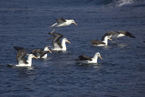 Black-browed albatross