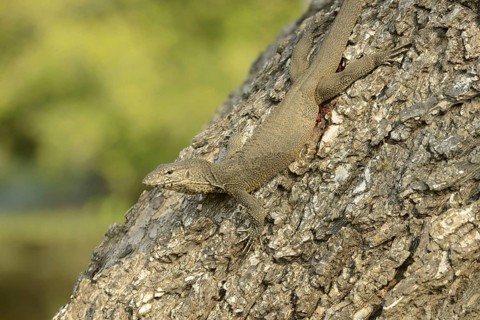 Bengal bengal monitor