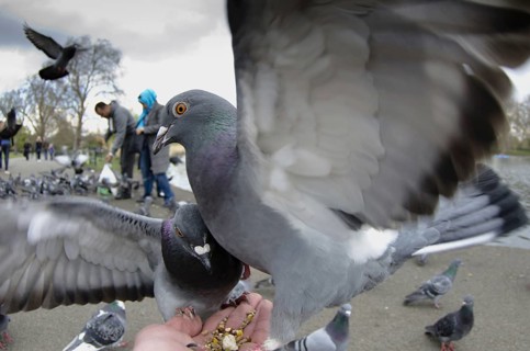 Street domestic pigeon