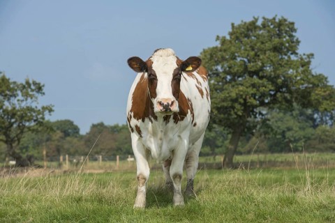 Dutch Red Bovine