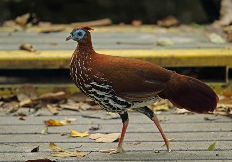 Crested fireback