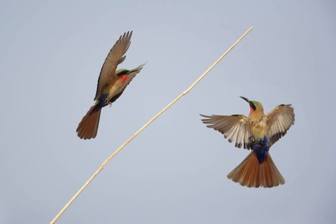 Red-throated bee-eater