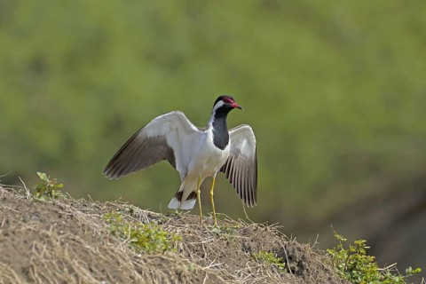Red-wattled Lapwing