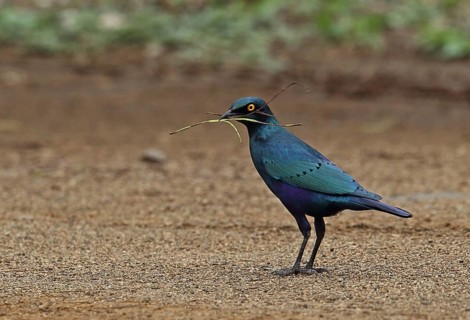 Greater Blue-eared Glossy Starling