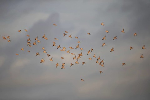 Linnet