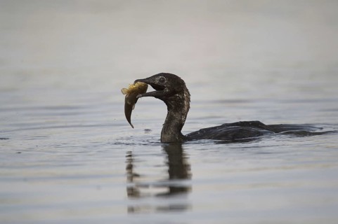 Pygmy Cormorant