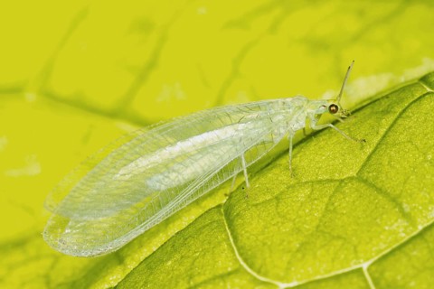 Common Green Lacewing