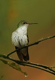White-bellied emerald