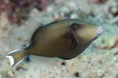 Flagtail triggerfish