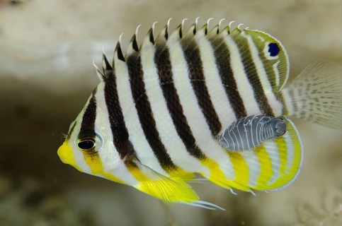 Many-banded angelfish Paracentropyge