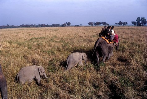 Tourists on elephant back at kaziranga national park