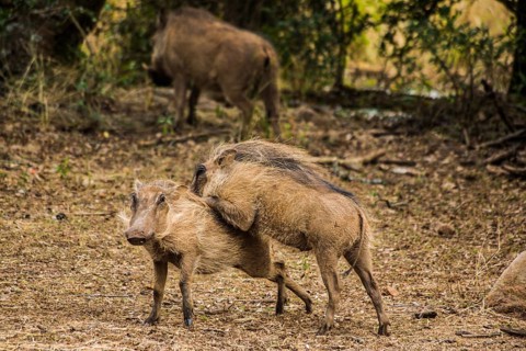 Common warthog