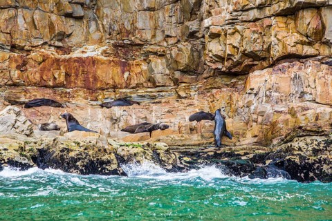 Seal Colony