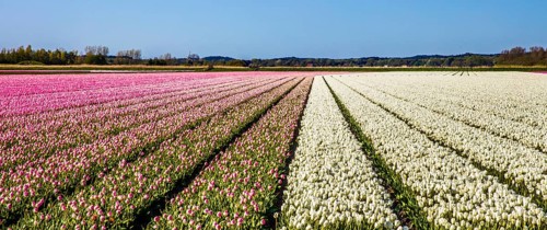 Flowering tulip fields