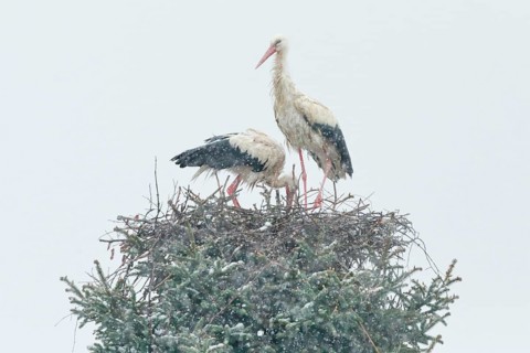 White stork pair standing in their nest amidst a snowstorm and looking anxiously at their brood