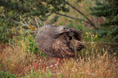 Cape spurfowl