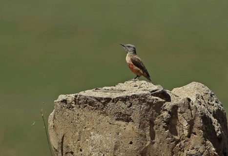 Ground Woodpecker