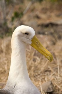 Head of the Wave Albatross