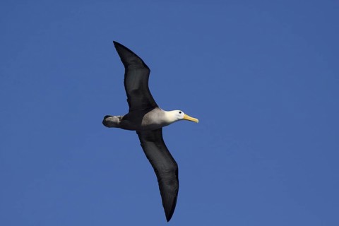Flying Galapagos Waved Albatross