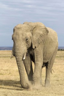 African elephant