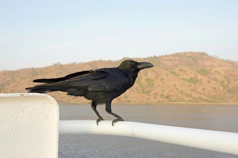 Thick-billed Crow