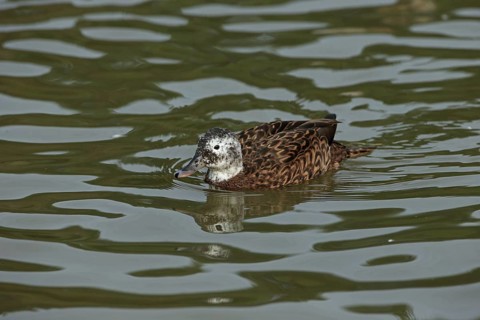 Laysan duck