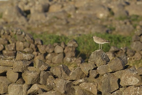 Whimbrel