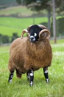 Domestic Sheep