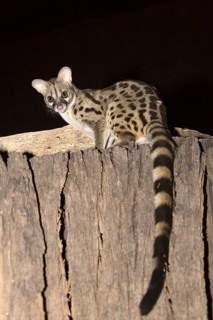 Rusty-spotted genet