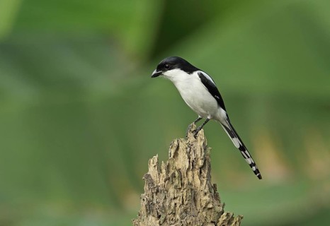 Lanius collaris smithii