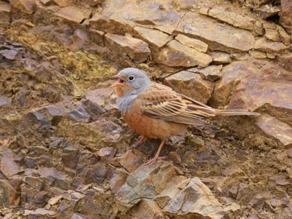Cretzschmar's cretzschmar's bunting
